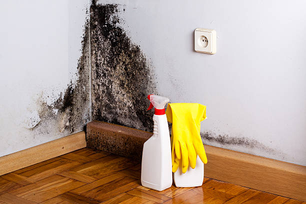 Professional Mold Removal in Marysville, KS